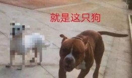 大狗最新爆料图片高清版,高清版图片揭秘神秘内容