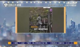 追击套最新爆料视频在线观看,追击套幕后真相，在线观看视频深度解析